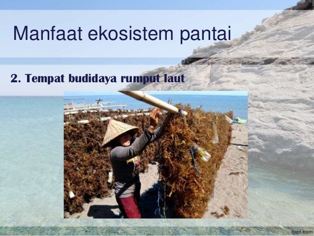 Ekosistem Pantai amp; Terumbu karang