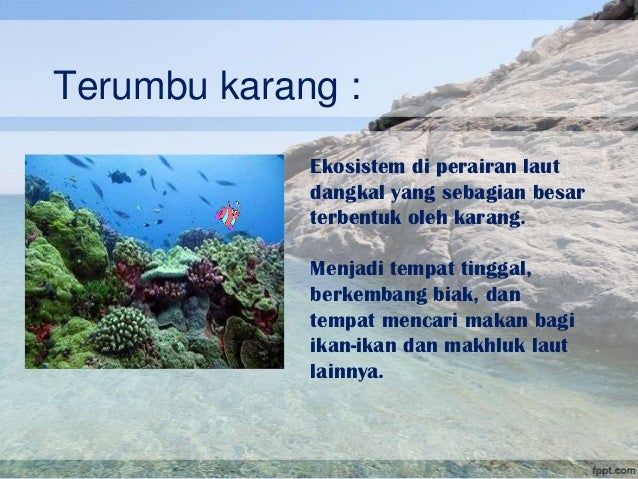 PPT BIOLOGI TERUMBU KARANG PowerPoint Presentation ID PPT BIOLOGI TERUMBU KARANG PowerPoint Presentation ID