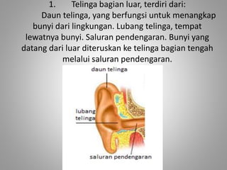 1. Telinga bagian luar, terdiri dari:
Daun telinga, yang berfungsi untuk menangkap
bunyi dari lingkungan. Lubang telinga, tempat
lewatnya bunyi. Saluran pendengaran. Bunyi yang
datang dari luar diteruskan ke telinga bagian tengah
melalui saluran pendengaran.
 