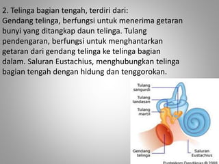 2. Telinga bagian tengah, terdiri dari:
Gendang telinga, berfungsi untuk menerima getaran
bunyi yang ditangkap daun telinga. Tulang
pendengaran, berfungsi untuk menghantarkan
getaran dari gendang telinga ke telinga bagian
dalam. Saluran Eustachius, menghubungkan telinga
bagian tengah dengan hidung dan tenggorokan.
 