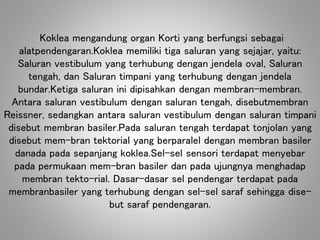 Koklea mengandung organ Korti yang berfungsi sebagai
alatpendengaran.Koklea memiliki tiga saluran yang sejajar, yaitu:
Saluran vestibulum yang terhubung dengan jendela oval, Saluran
tengah, dan Saluran timpani yang terhubung dengan jendela
bundar.Ketiga saluran ini dipisahkan dengan membran-membran.
Antara saluran vestibulum dengan saluran tengah, disebutmembran
Reissner, sedangkan antara saluran vestibulum dengan saluran timpani
disebut membran basiler.Pada saluran tengah terdapat tonjolan yang
disebut mem-bran tektorial yang berparalel dengan membran basiler
danada pada sepanjang koklea.Sel-sel sensori terdapat menyebar
pada permukaan mem-bran basiler dan pada ujungnya menghadap
membran tekto-rial. Dasar-dasar sel pendengar terdapat pada
membranbasiler yang terhubung dengan sel-sel saraf sehingga dise-
but saraf pendengaran.
 