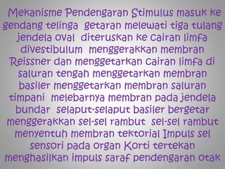 Mekanisme Pendengaran Stimulus masuk ke
gendang telinga getaran melewati tiga tulang
jendela oval diteruskan ke cairan limfa
divestibulum menggerakkan membran
Reissner dan menggetarkan cairan limfa di
saluran tengah menggetarkan membran
basiler menggetarkan membran saluran
timpani melebarnya membran pada jendela
bundar selaput-selaput basiler bergetar
menggerakkan sel-sel rambut sel-sel rambut
menyentuh membran tektorial Impuls sel
sensori pada organ Korti tertekan
menghasilkan impuls saraf pendengaran otak
 
