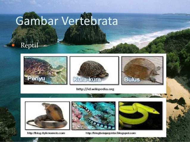 Hewan Dan Tumbuhan Purba yang Masih Hidup Hingga Sekarang Hewan Dan Tumbuhan Purba yang Masih Hidup Hingga Sekarang