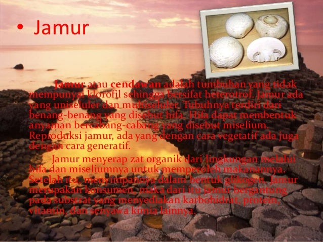 Hewan Dan Tumbuhan Purba yang Masih Hidup Hingga Sekarang 