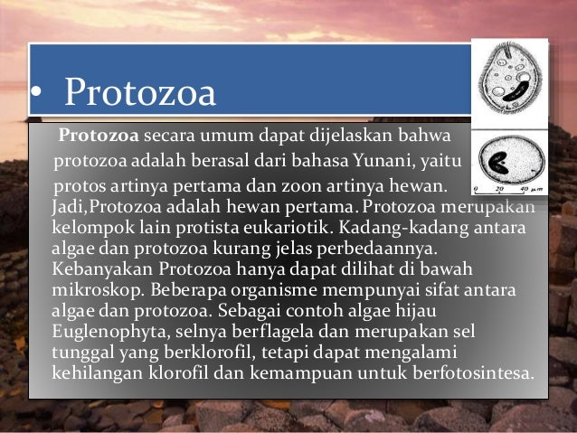 Hewan Dan Tumbuhan Purba yang Masih Hidup Hingga Sekarang 