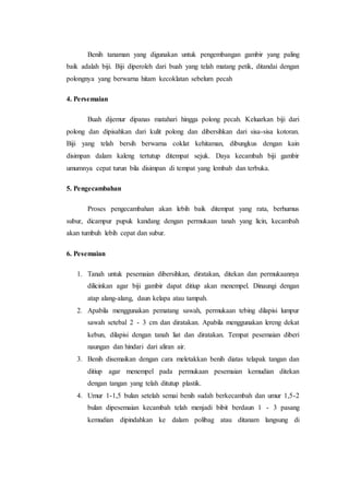 Benih tanaman yang digunakan untuk pengembangan gambir yang paling
baik adalah biji. Biji diperoleh dari buah yang telah matang petik, ditandai dengan
polongnya yang berwarna hitam kecoklatan sebelum pecah
4. Persemaian
Buah dijemur dipanas matahari hingga polong pecah. Keluarkan biji dari
polong dan dipisahkan dari kulit polong dan dibersihkan dari sisa-sisa kotoran.
Biji yang telah bersih berwarna coklat kehitaman, dibungkus dengan kain
disimpan dalam kaleng tertutup ditempat sejuk. Daya kecambah biji gambir
umumnya cepat turun bila disimpan di tempat yang lembab dan terbuka.
5. Pengecambahan
Proses pengecambahan akan lebih baik ditempat yang rata, berhumus
subur, dicampur pupuk kandang dengan permukaan tanah yang licin, kecambah
akan tumbuh lebih cepat dan subur.
6. Pesemaian
1. Tanah untuk pesemaian dibersihkan, diratakan, ditekan dan permukaannya
dilicinkan agar biji gambir dapat ditiup akan menempel. Dinaungi dengan
atap alang-alang, daun kelapa atau tampah.
2. Apabila menggunakan pematang sawah, permukaan tebing dilapisi lumpur
sawah setebal 2 - 3 cm dan diratakan. Apabila menggunakan lereng dekat
kebun, dilapisi dengan tanah liat dan diratakan. Tempat pesemaian diberi
naungan dan hindari dari aliran air.
3. Benih disemaikan dengan cara meletakkan benih diatas telapak tangan dan
ditiup agar menempel pada permukaan pesemaian kemudian ditekan
dengan tangan yang telah ditutup plastik.
4. Umur 1-1,5 bulan setelah semai benih sudah berkecambah dan umur 1,5-2
bulan dipesemaian kecambah telah menjadi bibit berdaun 1 - 3 pasang
kemudian dipindahkan ke dalam polibag atau ditanam langsung di
 