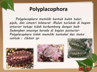 Polyplacophora
Polyplacophora memiliki bentuk bulat telur,
pipih, dan simetri bilateral. Mulut terletak di bagian
anterior tetapi tidak berkembang dengan baik.
Sedangkan anusnya berada di bagian posterior.
Polyplacophora tidak memiliki tentakel dan mata.
contoh : Chiton sp.
 