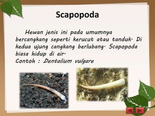 Scapopoda
Hewan jenis ini pada umumnya
bercangkang seperti kerucut atau tanduk. Di
kedua ujung cangkang berlubang. Scapopoda
biasa hidup di air.
Contoh : Dentalium vulgare
 