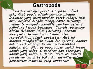 Gastropoda
Gaster artinya perut dan podos adalah
kaki, Gastropoda adalah anggota phylum
Mollusca yang menggunakan perut sebagai kaki
atau berjalan dengan menggunakan perutnya.
Semua Gastropoda memiliki cangkang sebagai
pelindung kecuali Vaginulae. Contoh spesiesnya
adalah Achatina fulica (bekicot). Bekicot
merupakan hewan hermafrodit, alat
reproduksinya adalah ovotestes. Alat ini
mampu menghasilkan ovum dan sperma, namun
dalam fertilisasinya tetap membutuhkan
individu lain. Alat pernapasannya adalah insang
untuk yang hidup di perairan dan paru-paru
untuk yang hidup di darat. Memiliki sistem
peredaran darah terbuka dan memiliki sistem
pencernaan makanan yang sempurna.
 