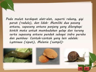 Pada mulut terdapat alat-alat, seperti rahang, gigi
parut (radula), dan lidah. Memiliki dua pasang
antena, sepasang antena panjang yang dilengkapi
bintik mata untuk membedakan gelap dan terang
serta sepasang antena pendek sebagai indra peraba
dan pembau. Contoh-contoh yang lain adalah:
Lymnaea (siput), Melania (sumpil).
 