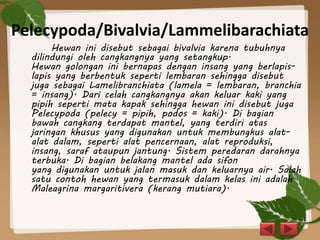 Pelecypoda/Bivalvia/Lammelibarachiata
Hewan ini disebut sebagai bivalvia karena tubuhnya
dilindungi oleh cangkangnya yang setangkup.
Hewan golongan ini bernapas dengan insang yang berlapis-
lapis yang berbentuk seperti lembaran sehingga disebut
juga sebagai Lamelibranchiata (lamela = lembaran, branchia
= insang). Dari celah cangkangnya akan keluar kaki yang
pipih seperti mata kapak sehingga hewan ini disebut juga
Pelecypoda (pelecy = pipih, podos = kaki). Di bagian
bawah cangkang terdapat mantel, yang terdiri atas
jaringan khusus yang digunakan untuk membungkus alat-
alat dalam, seperti alat pencernaan, alat reproduksi,
insang, saraf ataupun jantung. Sistem peredaran darahnya
terbuka. Di bagian belakang mantel ada sifon
yang digunakan untuk jalan masuk dan keluarnya air. Salah
satu contoh hewan yang termasuk dalam kelas ini adalah
Maleagrina margaritivera (kerang mutiara).
 