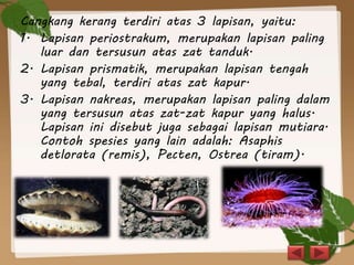 Cangkang kerang terdiri atas 3 lapisan, yaitu:
1. Lapisan periostrakum, merupakan lapisan paling
luar dan tersusun atas zat tanduk.
2. Lapisan prismatik, merupakan lapisan tengah
yang tebal, terdiri atas zat kapur.
3. Lapisan nakreas, merupakan lapisan paling dalam
yang tersusun atas zat-zat kapur yang halus.
Lapisan ini disebut juga sebagai lapisan mutiara.
Contoh spesies yang lain adalah: Asaphis
detlorata (remis), Pecten, Ostrea (tiram).
 