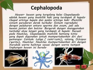 Cephalopoda
Hewan- hewan yang tergolong kelas Chepalopoda
adalah hewan yang memiliki kaki yang terdapat di kepala.
Chepal artinya kepala dan podos artinya kaki. Memiliki
sistem peredaran darah terbuka. Sistem reproduksi
dengan peleburan antara sperma dan ovum, jadi ada
hewan jantan dan betina. Bergerak dengan menggunakan
tentakel atau lengan yang terdapat di kepala. Kecuali
pada Nautilus, Chepalopoda memiliki kantong tinta
yang dapat digunakan untuk mempertahankan diri dari
pemangsa. Contoh: Loligo ( cumi-cumi), sotong, Octopus
(gurita), Nautilus. Nautilus mempertahankan diri dengan
merubah warna kulitnya sesuai dengan warna tempat
lingkungan hewan ini berada.
 