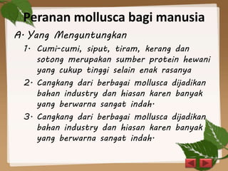 Peranan mollusca bagi manusia
A. Yang Menguntungkan
1. Cumi-cumi, siput, tiram, kerang dan
sotong merupakan sumber protein hewani
yang cukup tinggi selain enak rasanya
2. Cangkang dari berbagai mollusca dijadikan
bahan industry dan hiasan karen banyak
yang berwarna sangat indah.
3. Cangkang dari berbagai mollusca dijadikan
bahan industry dan hiasan karen banyak
yang berwarna sangat indah.
 