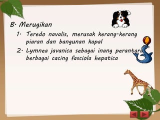 B. Merugikan
1. Teredo navalis, merusak kerang-kerang
piaran dan bangunan kapal
2. Lymnea javanica sebagai inang perantara
berbagai cacing fasciola hepatica
 
