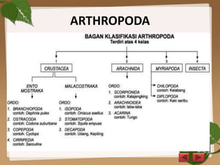 ARTHROPODA
 