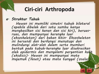Ciri-ciri Arthropoda
a. Struktur Tubuh
Hewan ini memiliki simetri tubuh bilateral
(apabila dibelah dari satu sumbu hanya
menghasilkan sisi kanan dan sisi kiri), beruas-
ruas, dan mempunyai kerangka luar
(eksoskeleton) dari bahan kitin. Eksoskeleton
ini bersendi dan berfungsi menutupi dan
melindungi alat-alat dalam serta memberi
bentuk pada tubuh.kerangka luar disekresikan
oleh epidermis dan mengalami pergantian kulit
(eksdisis). Hewan ini mempunyai mata
majemuk (faset) atau mata tunggal (oselus).
 