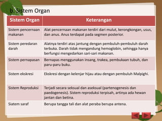 b. Sistem Organ
Sistem Organ Keterangan
Sistem pencernaan
makanan
Alat pencernaan makanan terdiri dari mulut, kerongkongan, usus,
dan anus. Anus terdapat pada segmen posterior.
Sistem peredaran
darah
Alatnya terdiri atas jantung dengan pembuluh-pembuluh darah
terbuka. Darah tidak mengandung hemoglobin, sehingga hanya
berfungsi mengedarkan sari-sari makanan.
Sistem pernapasan Bernapas menggunakan insang, trakea, pembukaan tubuh, dan
paru-paru buku.
Sistem ekskresi Ekskresi dengan kelenjar hijau atau dengan pembuluh Malpighi.
Sistem Reproduksi Terjadi secara seksual dan aseksual (partenogenesis dan
paedogenesis). Sistem reproduksi terpisah, artinya ada hewan
jantan dan betina.
Siatem saraf Berupa tangga tali dan alat peraba berupa antena.
 