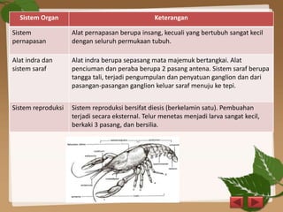 Sistem Organ Keterangan
Sistem
pernapasan
Alat pernapasan berupa insang, kecuali yang bertubuh sangat kecil
dengan seluruh permukaan tubuh.
Alat indra dan
sistem saraf
Alat indra berupa sepasang mata majemuk bertangkai. Alat
penciuman dan peraba berupa 2 pasang antena. Sistem saraf berupa
tangga tali, terjadi pengumpulan dan penyatuan ganglion dan dari
pasangan-pasangan ganglion keluar saraf menuju ke tepi.
Sistem reproduksi Sistem reproduksi bersifat diesis (berkelamin satu). Pembuahan
terjadi secara eksternal. Telur menetas menjadi larva sangat kecil,
berkaki 3 pasang, dan bersilia.
 