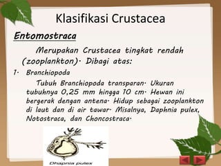 Klasifikasi Crustacea
Entomostraca
Merupakan Crustacea tingkat rendah
(zooplankton). Dibagi atas:
1. Branchiopoda
Tubuh Branchiopoda transparan. Ukuran
tubuhnya 0,25 mm hingga 10 cm. Hewan ini
bergerak dengan antena. Hidup sebagai zooplankton
di laut dan di air tawar. Misalnya, Daphnia pulex,
Notostraca, dan Choncostraca.
 