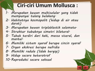 Ciri-ciri Umum Mollusca :
1. Merupakan hewan multiselular yang tidak
mempunyai tulang belakang.
2. Habitatnya kosmopolit (hidup di air atau
darat)
3. Merupakan hewan triploblastik selomata.
4. Struktur tubuhnya simetri bilateral.
5. Tubuh terdiri dari kaki, massa viseral, dan
mantel.
6. Memiliki sistem syaraf berupa cincin syaraf
7. Organ ekskresi berupa nefridia
8. Memiliki radula (lidah bergigi)
9. Hidup secara heterotrof
10.Reproduksi secara seksual
 