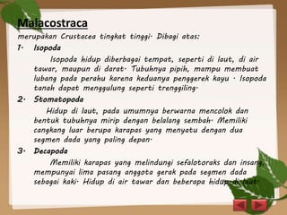 Malacostraca
merupakan Crustacea tingkat tinggi. Dibagi atas:
1. Isopoda
Isopoda hidup diberbagai tempat, seperti di laut, di air
tawar, maupun di darat. Tubuhnya pipih, mampu membuat
lubang pada perahu karena keduanya penggerek kayu . Isopoda
tanah dapat menggulung seperti trenggiling.
2. Stomatopoda
Hidup di laut, pada umumnya berwarna mencolok dan
bentuk tubuhnya mirip dengan belalang sembah. Memiliki
cangkang luar berupa karapas yang menyatu dengan dua
segmen dada yang paling depan.
3. Decapoda
Memiliki karapas yang melindungi sefalotoraks dan insang,
mempunyai lima pasang anggota gerak pada segmen dada
sebagai kaki. Hidup di air tawar dan beberapa hidup di laut.
 