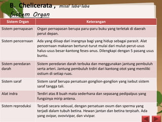 B. Chelicerata , misal laba-laba
Sistem Organ
Sistem Organ Keterangan
Sistem pernapasan Organ pernapasan berupa paru-paru buku yang terletak di daerah
perut depan.
Sistem pencernaan Ada yang diisap dari inangnya bagi yang hidup sebagai parasit. Alat
pencernaan makanan berturut-turut mulai dari mulut-perut-usus
halus-usus besar-kantong feses-anus. Dilengkapi dengan 5 pasang usus
buntu.
Sistem peredaran
darah
Sistem peredaran darah terbuka dan menggunakan jantung pembuluh
serta arteri. Jantung pembuluh trdiri dari kantong otot yang memiliki
ostium di setiap ruas.
Sistem saraf Sistem saraf berupa persatuan gonglion-gonglion yang isebut sistem
saraf tangga tali.
Alat indra Terdiri atas 8 buah mata sederhana dan sepasang pedipalpus yang
fungsinya mirip antena.
Sistem reproduksi Terjadi secara seksual, dengan persatuan ovum dan sperma yang
terjadi dalam tubuh betina. Hewan jantan dan betina terpisah. Ada
yang ovipar, ovovivipar, dan vivipar.
 