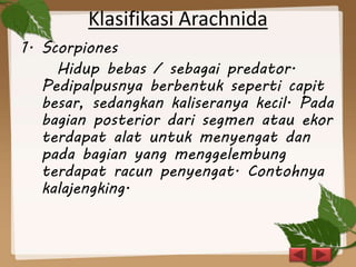 Klasifikasi Arachnida
1. Scorpiones
Hidup bebas / sebagai predator.
Pedipalpusnya berbentuk seperti capit
besar, sedangkan kaliseranya kecil. Pada
bagian posterior dari segmen atau ekor
terdapat alat untuk menyengat dan
pada bagian yang menggelembung
terdapat racun penyengat. Contohnya
kalajengking.
 