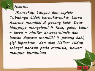 3. Acarina
Mencakup tungau dan caplak.
Tubuhnya tidak berbuku-buku. Larva
Acarina memiliki 3 pasang kaki. Daur
hidupnya mengalami 4 fase, yaitu telur
– larva – nimfa- dewasa.nimfa dan
hewan dewasa memiliki 4 pasang kaki,
gigi hipostom, dan alat Haller. Hidup
sebagai parasit pada manusia, hewan
maupun tumbuhan.
 