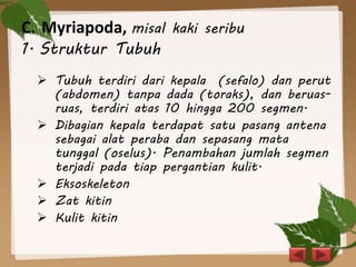 C. Myriapoda, misal kaki seribu
1. Struktur Tubuh
 Tubuh terdiri dari kepala (sefalo) dan perut
(abdomen) tanpa dada (toraks), dan beruas-
ruas, terdiri atas 10 hingga 200 segmen.
 Dibagian kepala terdapat satu pasang antena
sebagai alat peraba dan sepasang mata
tunggal (oselus). Penambahan jumlah segmen
terjadi pada tiap pergantian kulit.
 Eksoskeleton
 Zat kitin
 Kulit kitin
 