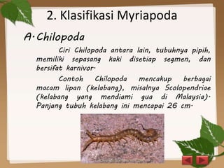 2. Klasifikasi Myriapoda
A.Chilopoda
Ciri Chilopoda antara lain, tubuhnya pipih,
memiliki sepasang kaki disetiap segmen, dan
bersifat karnivor.
Contoh Chilopoda mencakup berbagai
macam lipan (kelabang), misalnya Scolopendriae
(kelabang yang mendiami gua di Malaysia).
Panjang tubuh kelabang ini mencapai 26 cm.
 