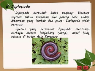 B. Diplopoda
Diplopoda bertubuh bulat panjang. Disetiap
segmen tubuh terdapat dua pasang kaki. Hidup
ditempat yang lembab dan gelap. Diplopoda tidak
beracun.
Species yang termasuk diplopoda mencakup
berbagai macam lengkibang (luing), misal luing
raksasa di hutan Asia Tenggara.
 