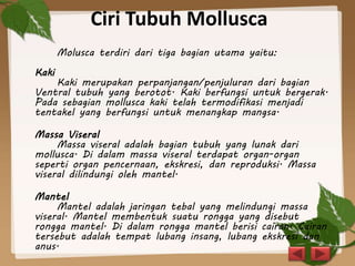 Ciri Tubuh Mollusca
Molusca terdiri dari tiga bagian utama yaitu:
Kaki
Kaki merupakan perpanjangan/penjuluran dari bagian
Ventral tubuh yang berotot. Kaki berfungsi untuk bergerak.
Pada sebagian mollusca kaki telah termodifikasi menjadi
tentakel yang berfungsi untuk menangkap mangsa.
Massa Viseral
Massa viseral adalah bagian tubuh yang lunak dari
mollusca. Di dalam massa viseral terdapat organ-organ
seperti organ pencernaan, ekskresi, dan reproduksi. Massa
viseral dilindungi oleh mantel.
Mantel
Mantel adalah jaringan tebal yang melindungi massa
viseral. Mantel membentuk suatu rongga yang disebut
rongga mantel. Di dalam rongga mantel berisi cairan. Cairan
tersebut adalah tempat lubang insang, lubang ekskresi dan
anus.
 