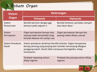 3. Sistem Organ
Sistem
Organ
Keterangan
Chilopoda Diplopoda
Sistem
Pencernaan
Bersifat karnivor dengan gigi
beracun pada segmen 1
Bersifat herbivor, pemakan sampah
atau daun-daun
Sistem
Pernapasan
Organ pernapasan berupa satu
pasang trakea berspirakel yang
terletak dikanan kiri setiap ruas
Organ pernapasan berupa dua
pasang trakea ditiap ruasnya
Sistem Peredaran
Darah
Sistem peredaran darahnya bersifat terbuka. Organ transportasi
berupa jantung yang panjang dan terletak memanjang dibagian
punggung tubuh. Darah tidak mempuyai hemoglobin, tetapi
hemosianin.
Terdapat sepasang ostium
ditiap segmen
Terdapat dua pasang ostium ditiap
segmen
 