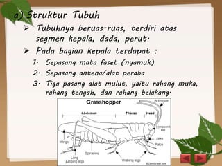 a) Struktur Tubuh
 Tubuhnya beruas-ruas, terdiri atas
segmen kepala, dada, perut.
 Pada bagian kepala terdapat :
1. Sepasang mata faset (nyamuk)
2. Sepasang antena/alat peraba
3. Tiga pasang alat mulut, yaitu rahang muka,
rahang tengah, dan rahang belakang.
 
