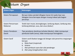 b) Sistem Organ
Sistem Organ Keterangan
Sistem Pernapasan Berupa trakea spirakel dibagian kanan kiri pada tiap ruas.
Sebagian larva bernapas dengan insang trakeal pda bagian
perutnya.
Sistem Pencernaan
Makanan
Terdiri dari mulut, kerongkongan, lambung depan, lambung otot,
lambung kelenjar, usus, dan anus (dubur)
Sistem Peredaran
Darah
Tipe peredaran darahnya terbuka (lakuler), tidak mempunyai
pembuluh balik (vena), tidak mempunyai hemoglobin.
Sistem Saraf Sistem saraf disebut tangga tali dengan alat penerima rangsangan
berupa:
a. Mata faset (majemuk)
b. Antena
c. Alat pembuat suara dan alat pendengar
d. Alat yang mengeluarkan sinar
 