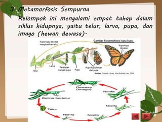 3. Metamorfosis Sempurna
Kelompok ini mengalami empat tahap dalam
siklus hidupnya, yaitu telur, larva, pupa, dan
imago (hewan dewasa).
 