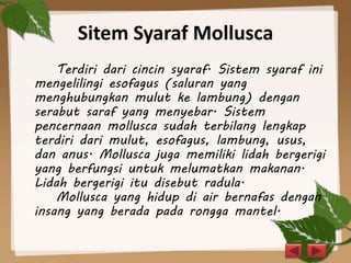 Sitem Syaraf Mollusca
Terdiri dari cincin syaraf. Sistem syaraf ini
mengelilingi esofagus (saluran yang
menghubungkan mulut ke lambung) dengan
serabut saraf yang menyebar. Sistem
pencernaan mollusca sudah terbilang lengkap
terdiri dari mulut, esofagus, lambung, usus,
dan anus. Mollusca juga memiliki lidah bergerigi
yang berfungsi untuk melumatkan makanan.
Lidah bergerigi itu disebut radula.
Mollusca yang hidup di air bernafas dengan
insang yang berada pada rongga mantel.
 