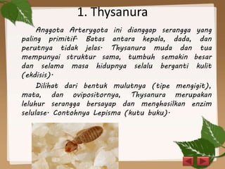 1. Thysanura
Anggota Arterygota ini dianggap serangga yang
paling primitif. Batas antara kepala, dada, dan
perutnya tidak jelas. Thysanura muda dan tua
mempunyai struktur sama, tumbuh semakin besar
dan selama masa hidupnya selalu berganti kulit
(ekdisis).
Dilihat dari bentuk mulutnya (tipe mengigit),
mata, dan ovipositornya, Thysanura merupakan
leluhur serangga bersayap dan menghasilkan enzim
selulase. Contohnya Lepisma (kutu buku).
 