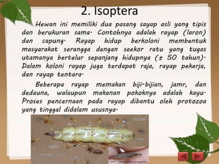 2. Isoptera
Hewan ini memiliki dua pasang sayap asli yang tipis
dan berukuran sama. Contohnya adalah rayap (laron)
dan capung. Rayap hidup berkoloni membentuk
masyarakat serangga dengan seekor ratu yang tugas
utamanya bertelur sepanjang hidupnya (± 50 tahun).
Dalam koloni rayap juga terdapat raja, rayap pekerja,
dan rayap tentara.
Beberapa rayap memakan biji-bijian, jamr, dan
dedauna, walaupun makanan pokoknya adalah kayu.
Proses pencernaan pada rayap dibantu oleh protozoa
yang tinggal didalam ususnya.
 