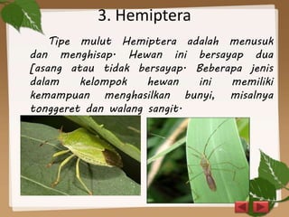 3. Hemiptera
Tipe mulut Hemiptera adalah menusuk
dan menghisap. Hewan ini bersayap dua
[asang atau tidak bersayap. Beberapa jenis
dalam kelompok hewan ini memiliki
kemampuan menghasilkan bunyi, misalnya
tonggeret dan walang sangit.
 