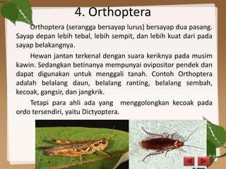 4. Orthoptera
Orthoptera (serangga bersayap lurus) bersayap dua pasang.
Sayap depan lebih tebal, lebih sempit, dan lebih kuat dari pada
sayap belakangnya.
Hewan jantan terkenal dengan suara keriknya pada musim
kawin. Sedangkan betinanya mempunyai ovipositor pendek dan
dapat digunakan untuk menggali tanah. Contoh Orthoptera
adalah belalang daun, belalang ranting, belalang sembah,
kecoak, gangsir, dan jangkrik.
Tetapi para ahli ada yang menggolongkan kecoak pada
ordo tersendiri, yaitu Dictyoptera.
 