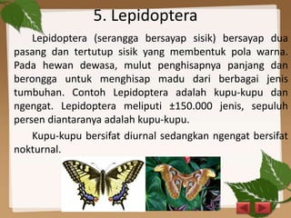 5. Lepidoptera
Lepidoptera (serangga bersayap sisik) bersayap dua
pasang dan tertutup sisik yang membentuk pola warna.
Pada hewan dewasa, mulut penghisapnya panjang dan
berongga untuk menghisap madu dari berbagai jenis
tumbuhan. Contoh Lepidoptera adalah kupu-kupu dan
ngengat. Lepidoptera meliputi ±150.000 jenis, sepuluh
persen diantaranya adalah kupu-kupu.
Kupu-kupu bersifat diurnal sedangkan ngengat bersifat
nokturnal.
 