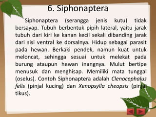 6. Siphonaptera
Siphonaptera (serangga jenis kutu) tidak
bersayap. Tubuh berbentuk pipih lateral, yaitu jarak
tubuh dari kiri ke kanan kecil sekali dibanding jarak
dari sisi ventral ke dorsalnya. Hidup sebagai parasit
pada hewan. Berkaki pendek, namun kuat untuk
meloncat, sehingga sesuai untuk melekat pada
burung ataupun hewan inangnya. Mulut bertipe
menusuk dan menghisap. Memiliki mata tunggal
(oselus). Contoh Siphonaptera adalah Clenocephalus
felis (pinjal kucing) dan Xenopsylla cheopsis (pinjal
tikus).
 