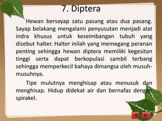 7. Diptera
Hewan bersayap satu pasang atau dua pasang.
Sayap belakang mengalami penyusutan menjadi alat
indra khusus untuk keseimbangan tubuh yang
disebut halter. Halter inilah yang memegang peranan
penting sehingga hewan diptera memiliki kegesitan
tinggi serta dapat berkopulasi sambil terbang
sehingga memperkecil bahaya dimangsa oleh musuh-
musuhnya.
Tipe mulutnya menghisap atau menusuk dan
menghisap. Hidup didekat air dan bernafas dengan
spirakel.
 