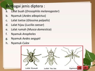 Berbagai jenis diptera :
a. Lalat buah (Drosophila melanogaster)
b. Nyamuk (Aedes albopictus)
c. Lalat tsetse (Glossina palpalis)
d. Lalat hijau (Lucilia caesar)
e. Lalat rumah (Musca domestica)
f. Nyamuk Anopheles
g. Nyamuk Aedes aegypti
h. Nyamuk Culex
 