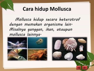 Cara hidup Mollusca
Mollusca hidup secara heterotrof
dengan memakan organisme lain.
Misalnya ganggan, ikan, ataupun
mollusca lainnya.
 