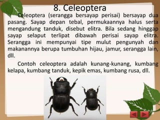 8. Celeoptera
Celeoptera (serangga bersayap perisai) bersayap dua
pasang. Sayap depan tebal, permukaannya halus serta
mengandung tanduk, disebut elitra. Bila sedang hinggap
sayap selaput terlipat dibawah perisai sayap elitra.
Serangga ini mempunyai tipe mulut pengunyah dan
makanannya berupa tumbuhan hijau, jamur, serangga lain,
dll.
Contoh celeoptera adalah kunang-kunang, kumbang
kelapa, kumbang tanduk, kepik emas, kumbang rusa, dll.
 