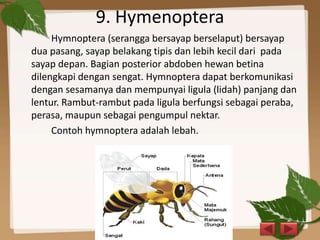 9. Hymenoptera
Hymnoptera (serangga bersayap berselaput) bersayap
dua pasang, sayap belakang tipis dan lebih kecil dari pada
sayap depan. Bagian posterior abdoben hewan betina
dilengkapi dengan sengat. Hymnoptera dapat berkomunikasi
dengan sesamanya dan mempunyai ligula (lidah) panjang dan
lentur. Rambut-rambut pada ligula berfungsi sebagai peraba,
perasa, maupun sebagai pengumpul nektar.
Contoh hymnoptera adalah lebah.
 