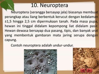 10. Neuroptera
Neuroptera (serangga bersayap jala) biasanya membuat
perangkap atau liang berbentuk kerucut dengan kedalaman
±1,5 hingga 2,5 cm dipermukaan tanah. Pada masa pupa,
hewan ini tinggal didalam kepompong liat didalam pasir.
Hewan dewasa bersayap dua pasang, tipis, dan banyak urat
yang membentuk gambaran mata jaring serupa dengan
capung.
Contoh neuroptera adalah undur-undur.
 